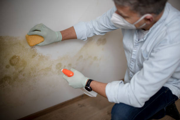 Best Toxic Mold Removal  in Joplin, MO