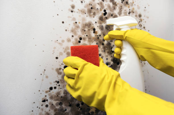 Best Professional Mold Removal  in Joplin, MO