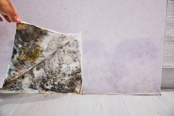 Best Local Mold Removal Service  in Joplin, MO